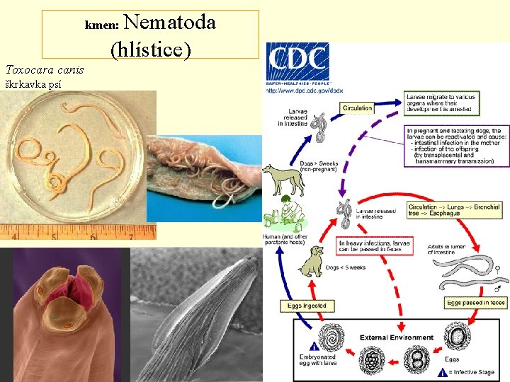 Nematoda (hlístice) kmen: Toxocara canis škrkavka psí 