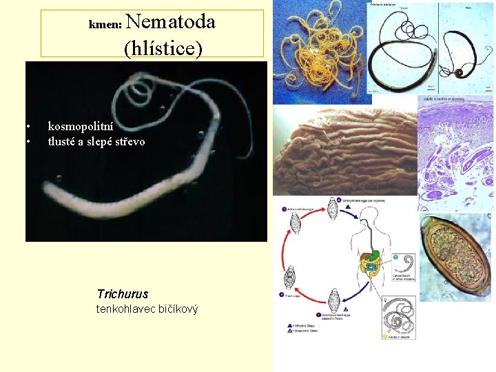 kmen: • • Nematoda (hlístice) kosmopolitní tlusté a slepé střevo Trichurus tenkohlavec bičíkový 