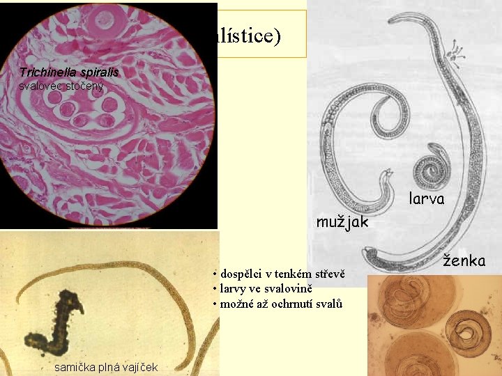 kmen: Nematoda (hlístice) Trichinella spiralis svalovec stočený • dospělci v tenkém střevě • larvy