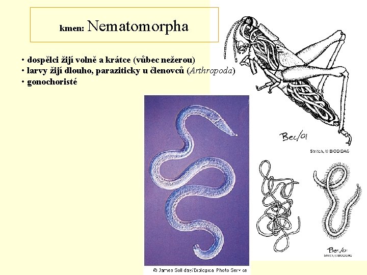 kmen: Nematomorpha • dospělci žijí volně a krátce (vůbec nežerou) • larvy žijí dlouho,