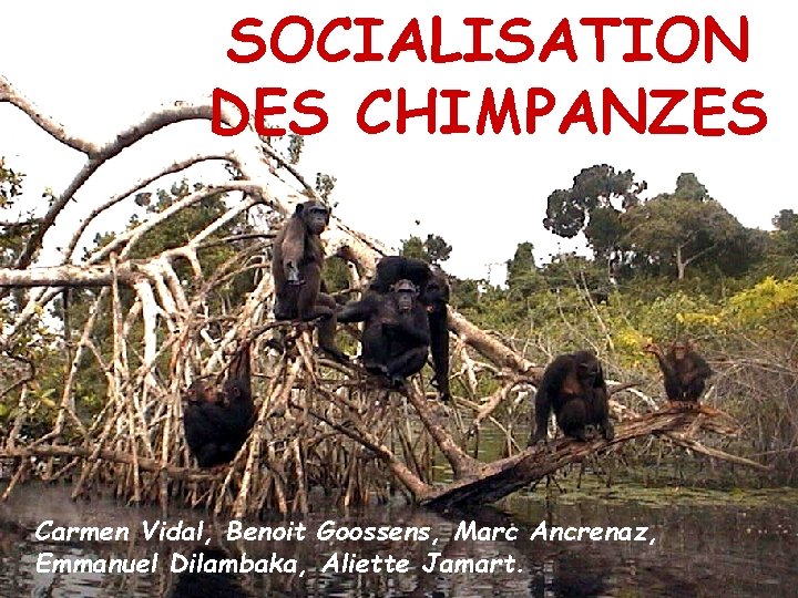 SOCIALISATION DES CHIMPANZES Carmen Vidal, Benoit Goossens, Marc Ancrenaz, Emmanuel Dilambaka, Aliette Jamart. 