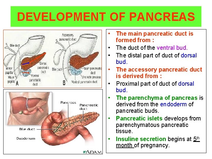 DEVELOPMENT OF PANCREAS • The main pancreatic duct is formed from : • The