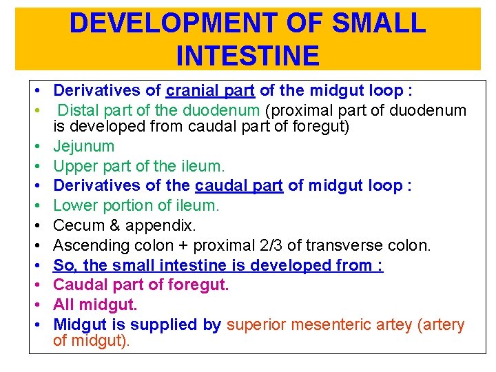 DEVELOPMENT OF SMALL INTESTINE • Derivatives of cranial part of the midgut loop :