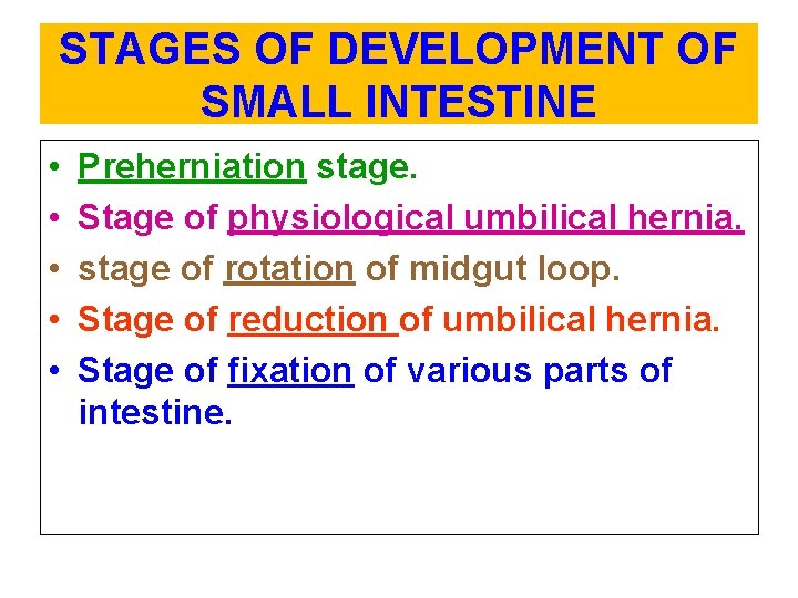 STAGES OF DEVELOPMENT OF SMALL INTESTINE • • • Preherniation stage. Stage of physiological