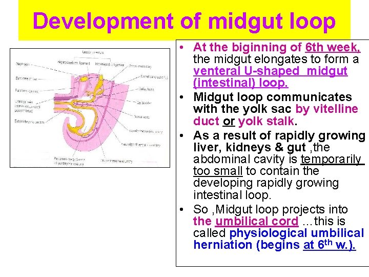 Development of midgut loop • At the biginning of 6 th week, the midgut