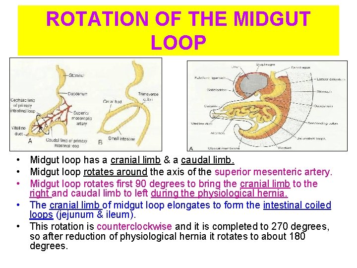 ROTATION OF THE MIDGUT LOOP • Midgut loop has a cranial limb & a