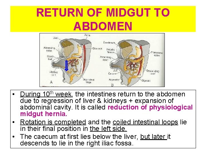 RETURN OF MIDGUT TO ABDOMEN • During 10 th week, the intestines return to
