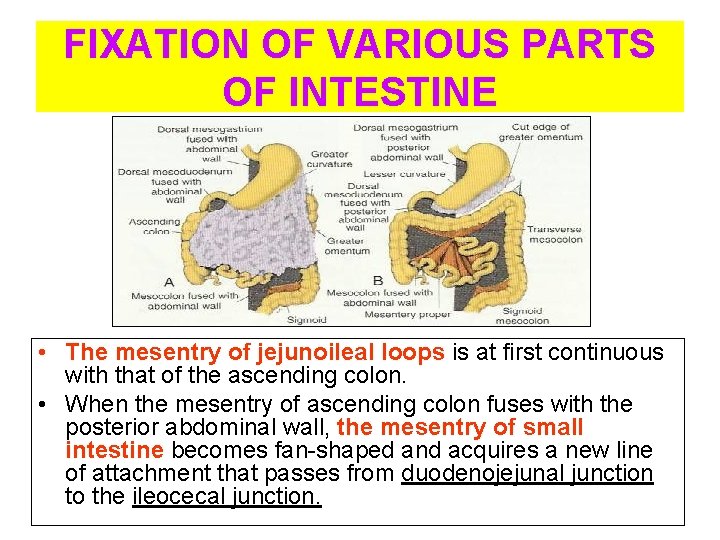 FIXATION OF VARIOUS PARTS OF INTESTINE • The mesentry of jejunoileal loops is at
