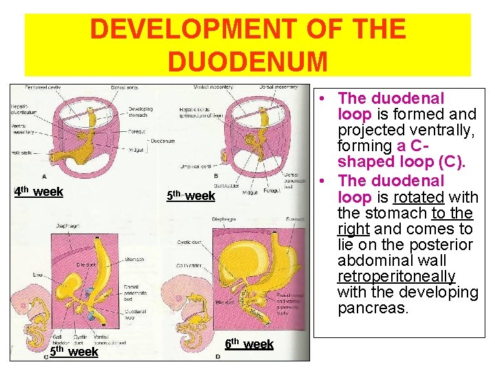 DEVELOPMENT OF THE DUODENUM 4 th week 5 th • The duodenal loop is