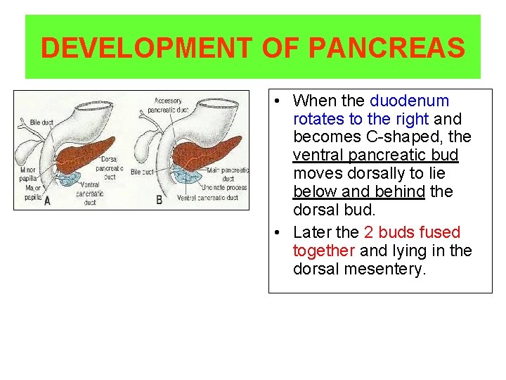 DEVELOPMENT OF PANCREAS • When the duodenum rotates to the right and becomes C-shaped,