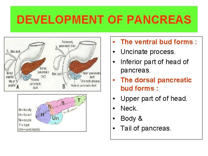 DEVELOPMENT OF PANCREAS • The ventral bud forms : • Uncinate process. • Inferior