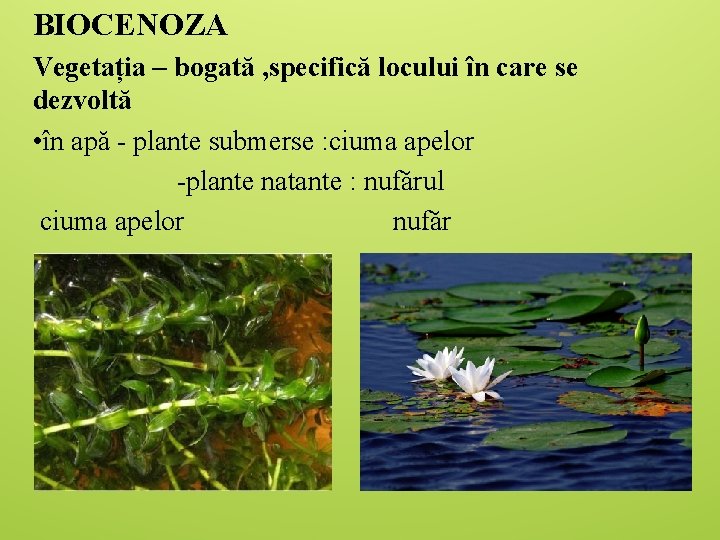 BIOCENOZA Vegetația – bogată , specifică locului în care se dezvoltă • în apă