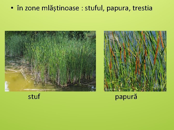  • în zone mlăștinoase : stuful, papura, trestia stuf papură 