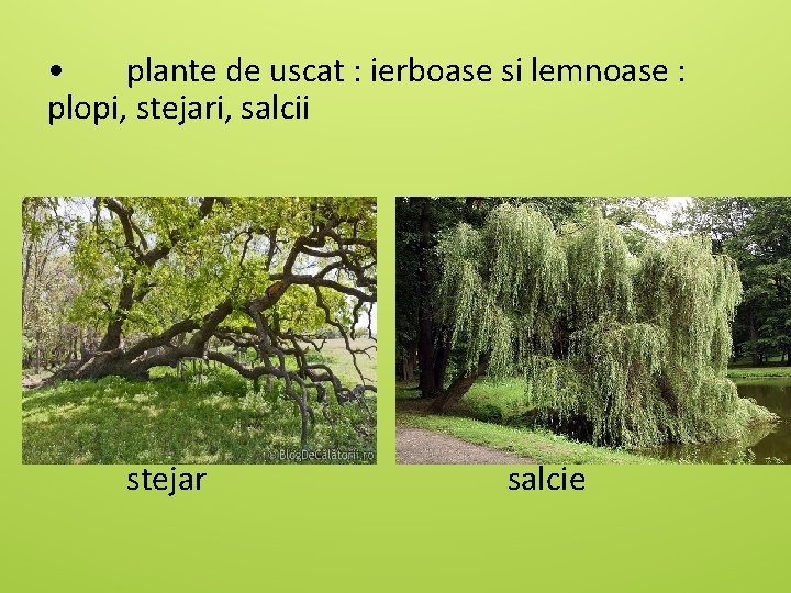  • plante de uscat : ierboase si lemnoase : plopi, stejari, salcii stejar