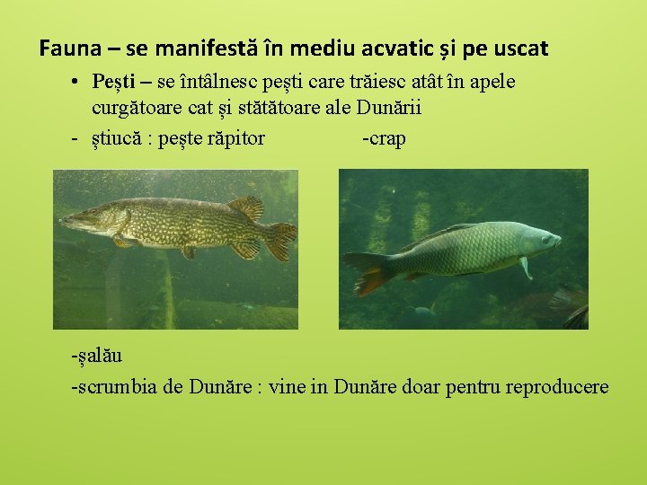 Fauna – se manifestă în mediu acvatic și pe uscat • Pești – se