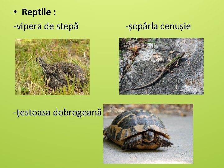  • Reptile : -vipera de stepă -țestoasa dobrogeană -șopârla cenușie 