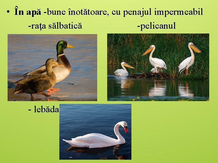 • În apă -bune înotătoare, cu penajul impermeabil -rața sălbatică -pelicanul - lebăda