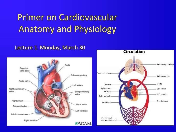 Primer on Cardiovascular Anatomy and Physiology Lecture 1. Monday, March 30 