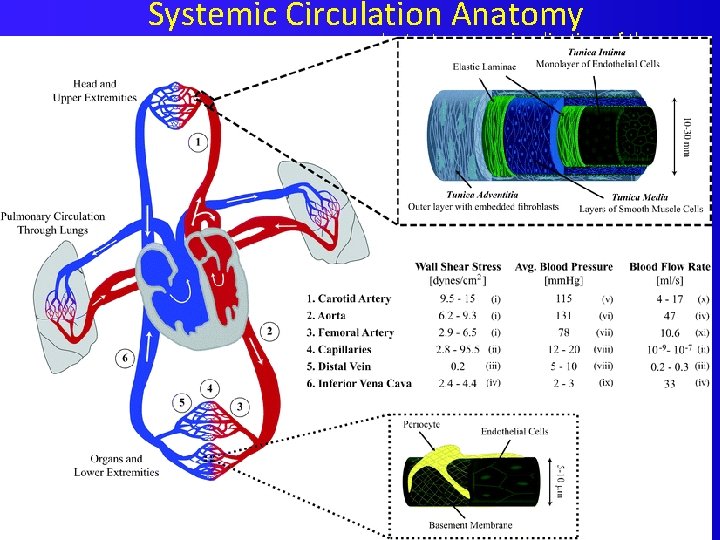Systemic Circulation Anatomy Instantaneous visualization of the Wall Shear Stress in an Arterio. Venous
