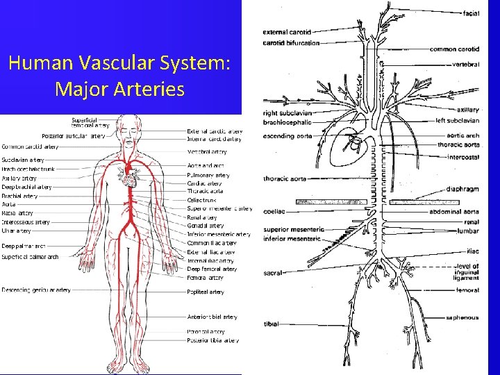 Human Vascular System: Major Arteries 