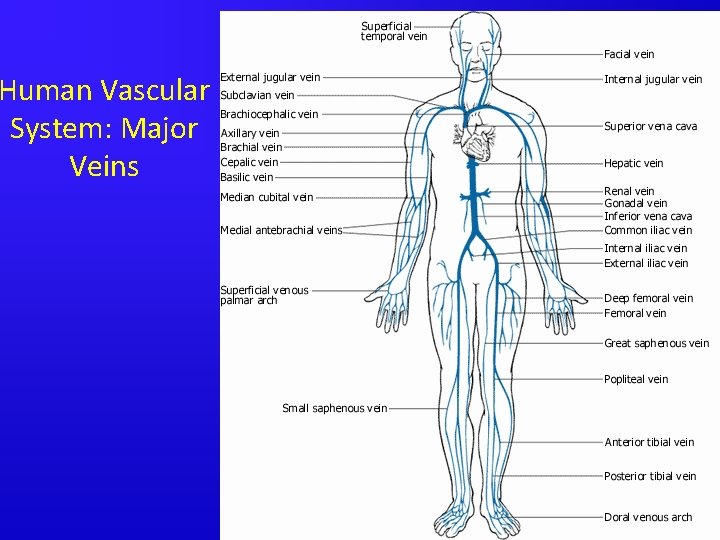 Human Vascular System: Major Veins 
