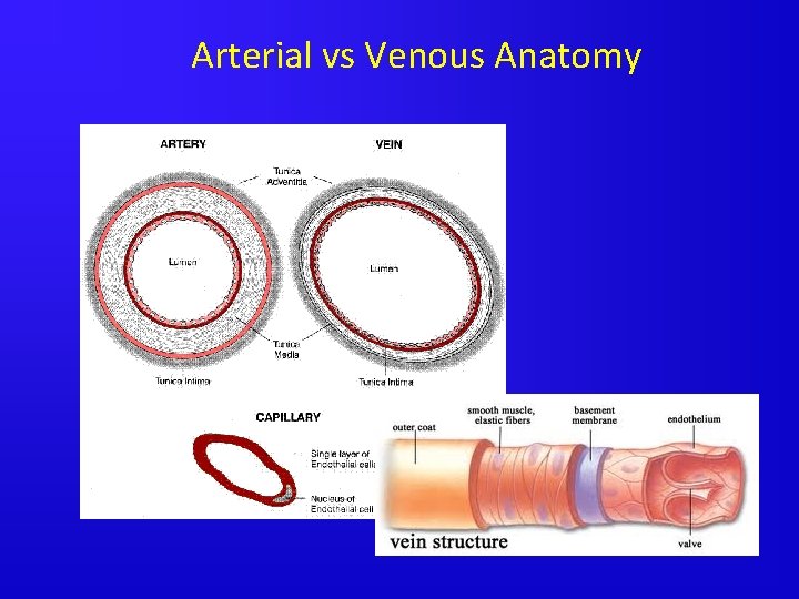 Arterial vs Venous Anatomy 