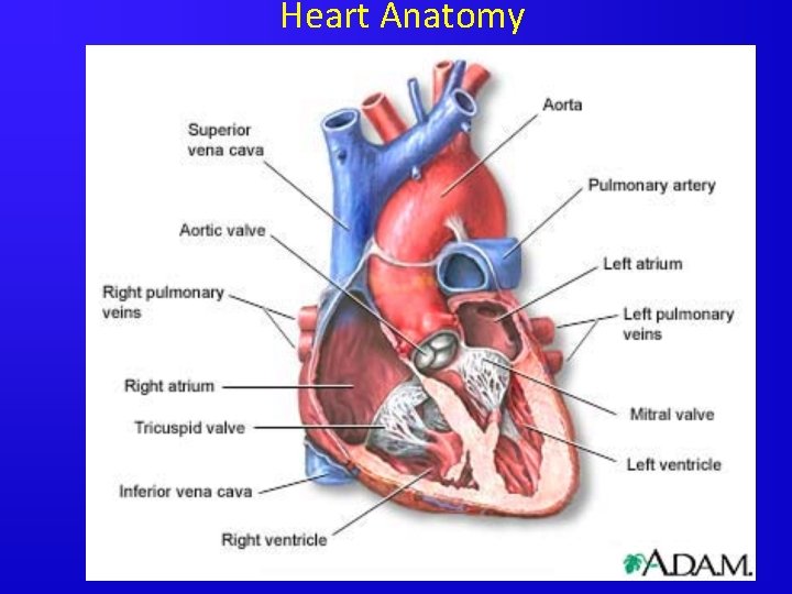 Heart Anatomy Skeletal-Muscle Cell (myocites) Cardiomyocites (Heart Muscle Cells) 