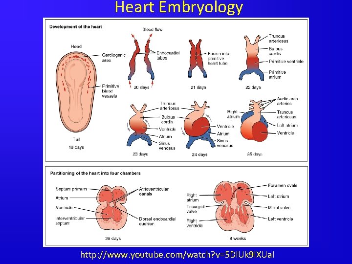 Heart Embryology http: //www. youtube. com/watch? v=5 DIUk 9 IXUa. I 