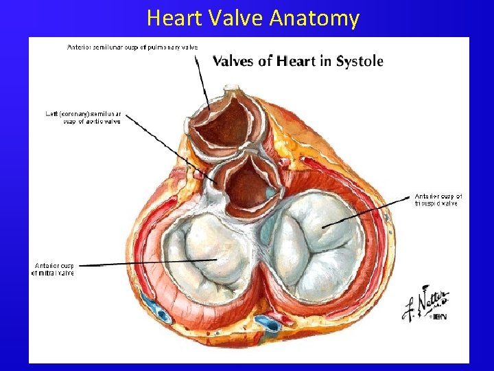 Heart Valve Anatomy 