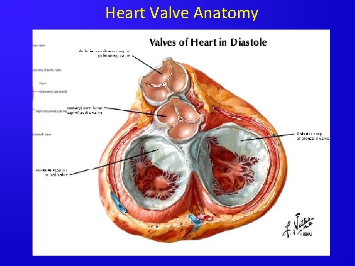 Heart Valve Anatomy 
