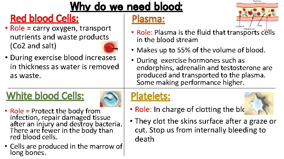 Why do we need blood: Red blood Cells: • Role = carry oxygen, transport