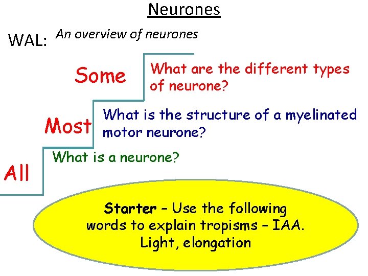 Neurones WAL: An overview of neurones Some Most All What are the different types