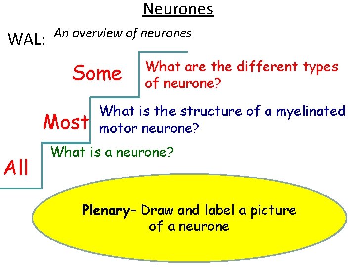 Neurones WAL: An overview of neurones Some Most All What are the different types