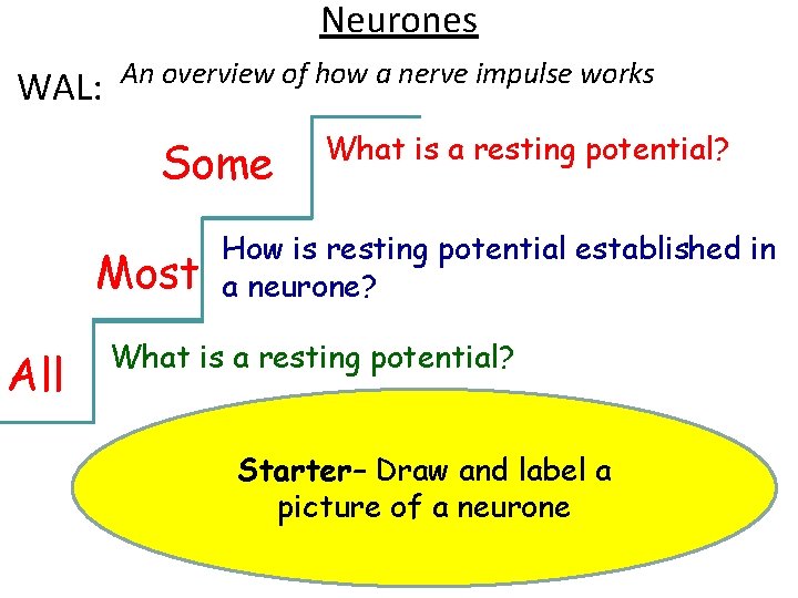 Neurones WAL: An overview of how a nerve impulse works Some Most All What