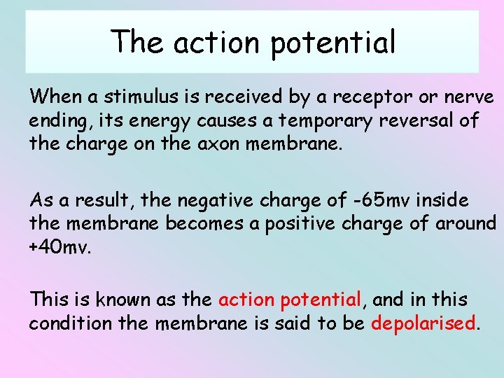 The action potential When a stimulus is received by a receptor or nerve ending,