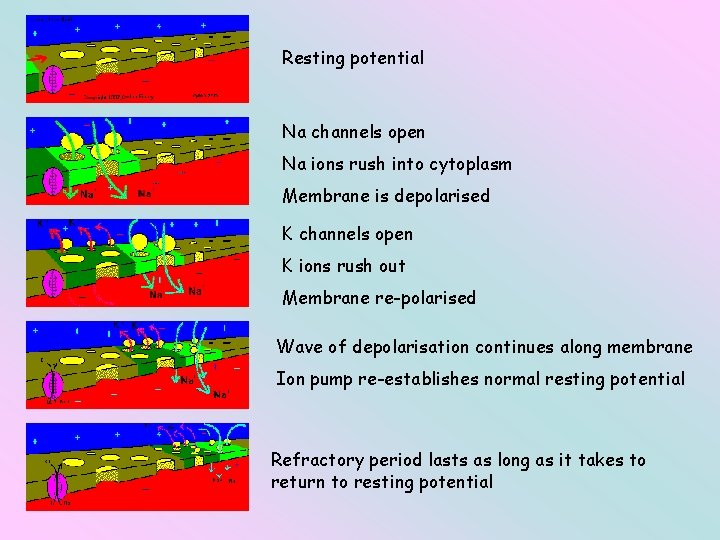 Resting potential Na channels open Na ions rush into cytoplasm Membrane is depolarised K