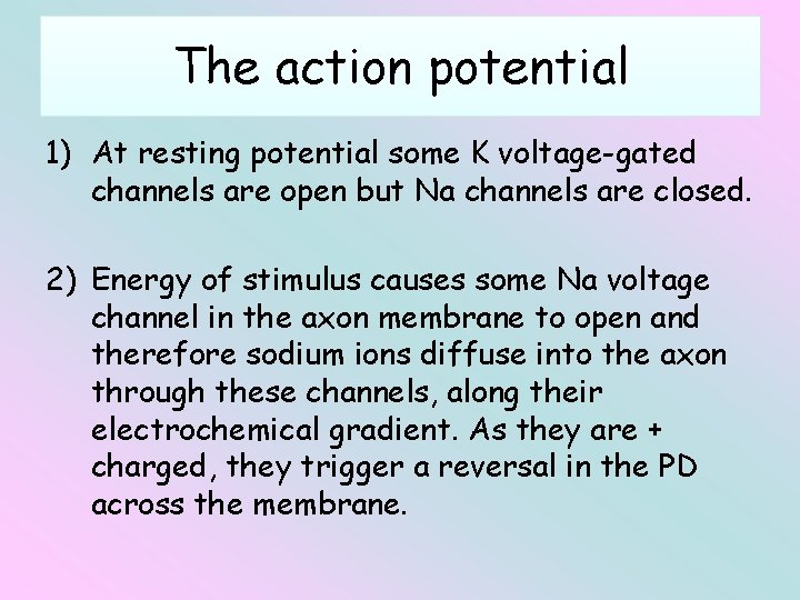The action potential 1) At resting potential some K voltage-gated channels are open but