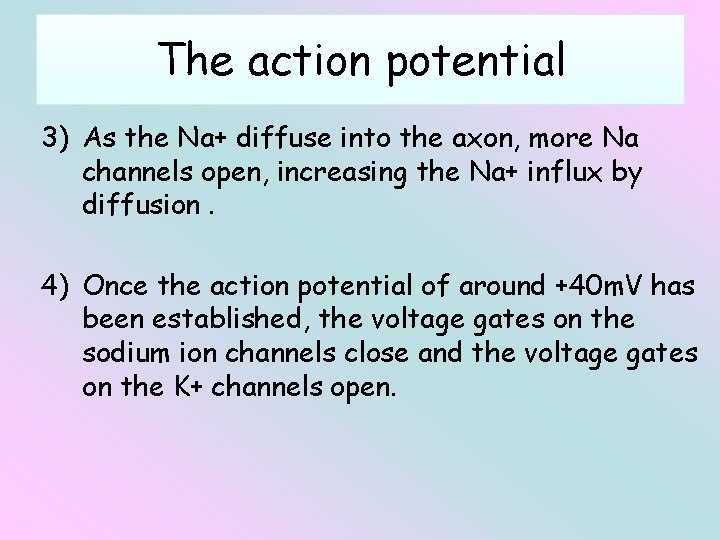 The action potential 3) As the Na+ diffuse into the axon, more Na channels
