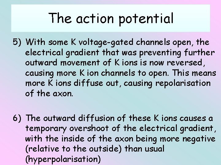 The action potential 5) With some K voltage-gated channels open, the electrical gradient that