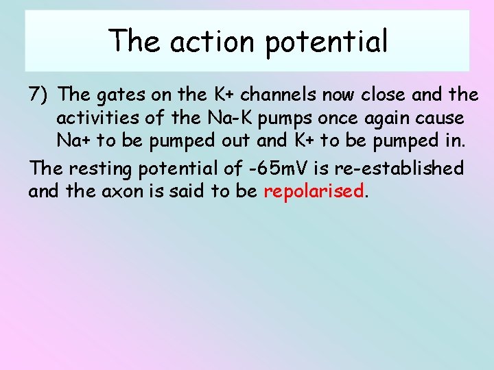 The action potential 7) The gates on the K+ channels now close and the