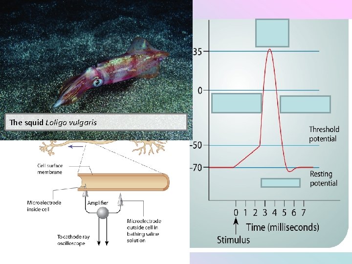 The squid Loligo vulgaris 