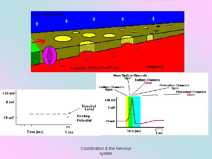 Coordination & the Nervous system 