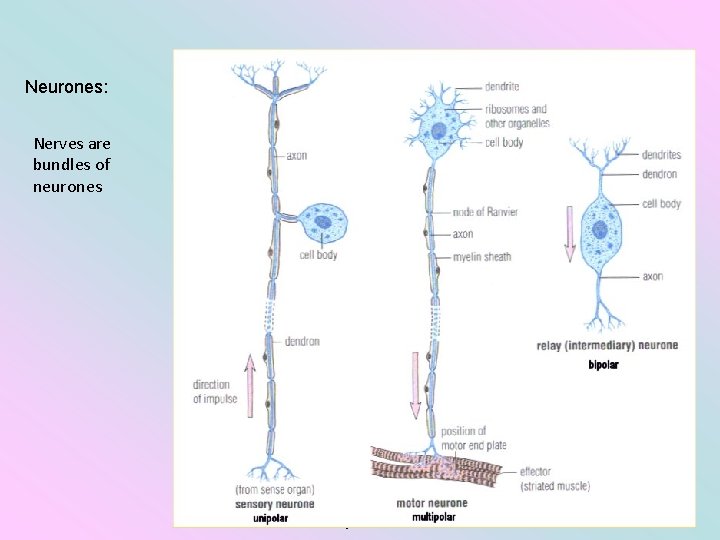 Neurones: Nerves are bundles of neurones Coordination & the Nervous system 