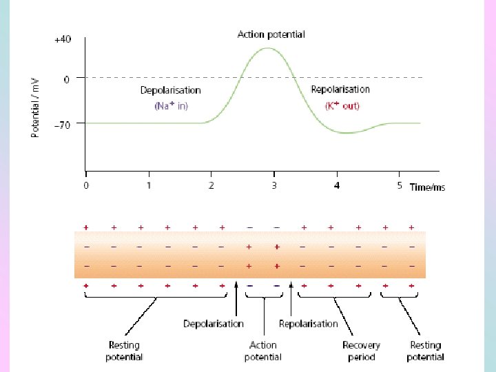 Coordination & the Nervous system 