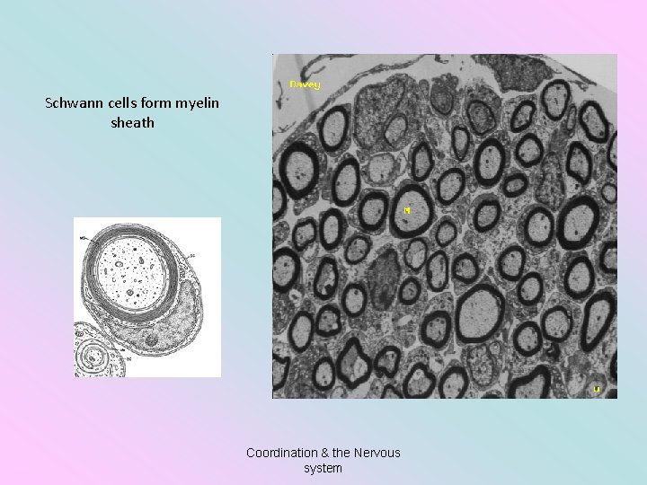 Schwann cells form myelin sheath Coordination & the Nervous system 