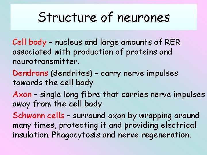 Structure of neurones Cell body – nucleus and large amounts of RER associated with