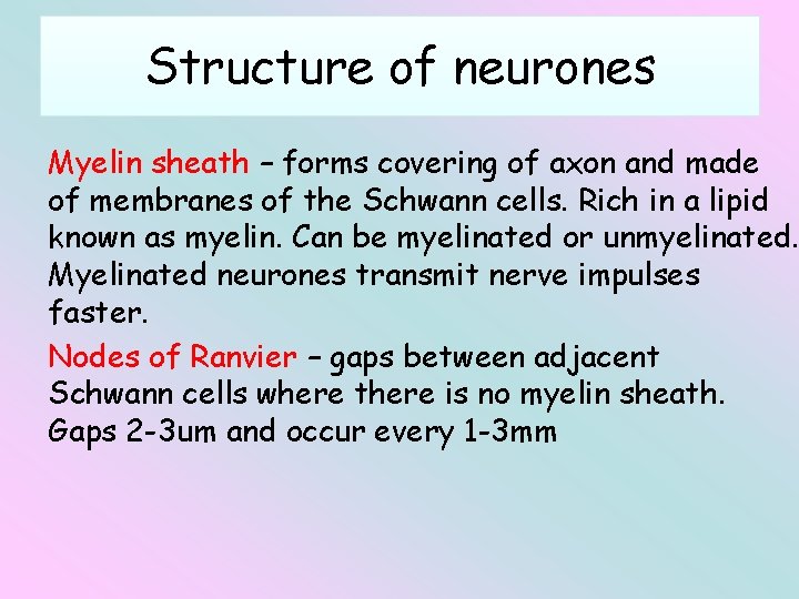 Structure of neurones Myelin sheath – forms covering of axon and made of membranes