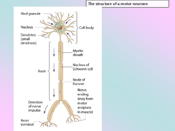 The structure of a motor neurone 