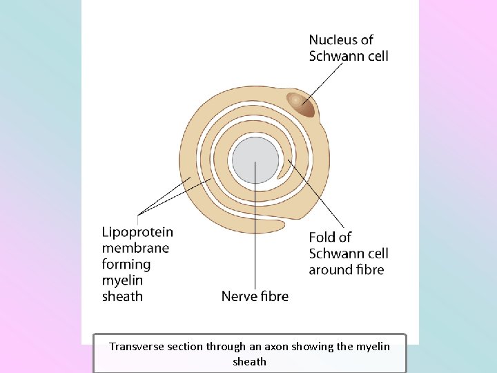 Transverse section through an axon showing the myelin sheath 