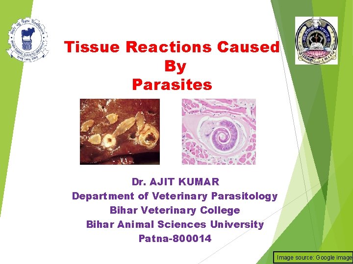 Tissue Reactions Caused By Parasites Dr. AJIT KUMAR Department of Veterinary Parasitology Bihar Veterinary
